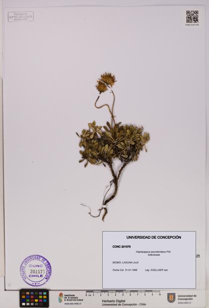 Haplopappus paucidentatus [Espécimen: UDEC:CONC:0201575]