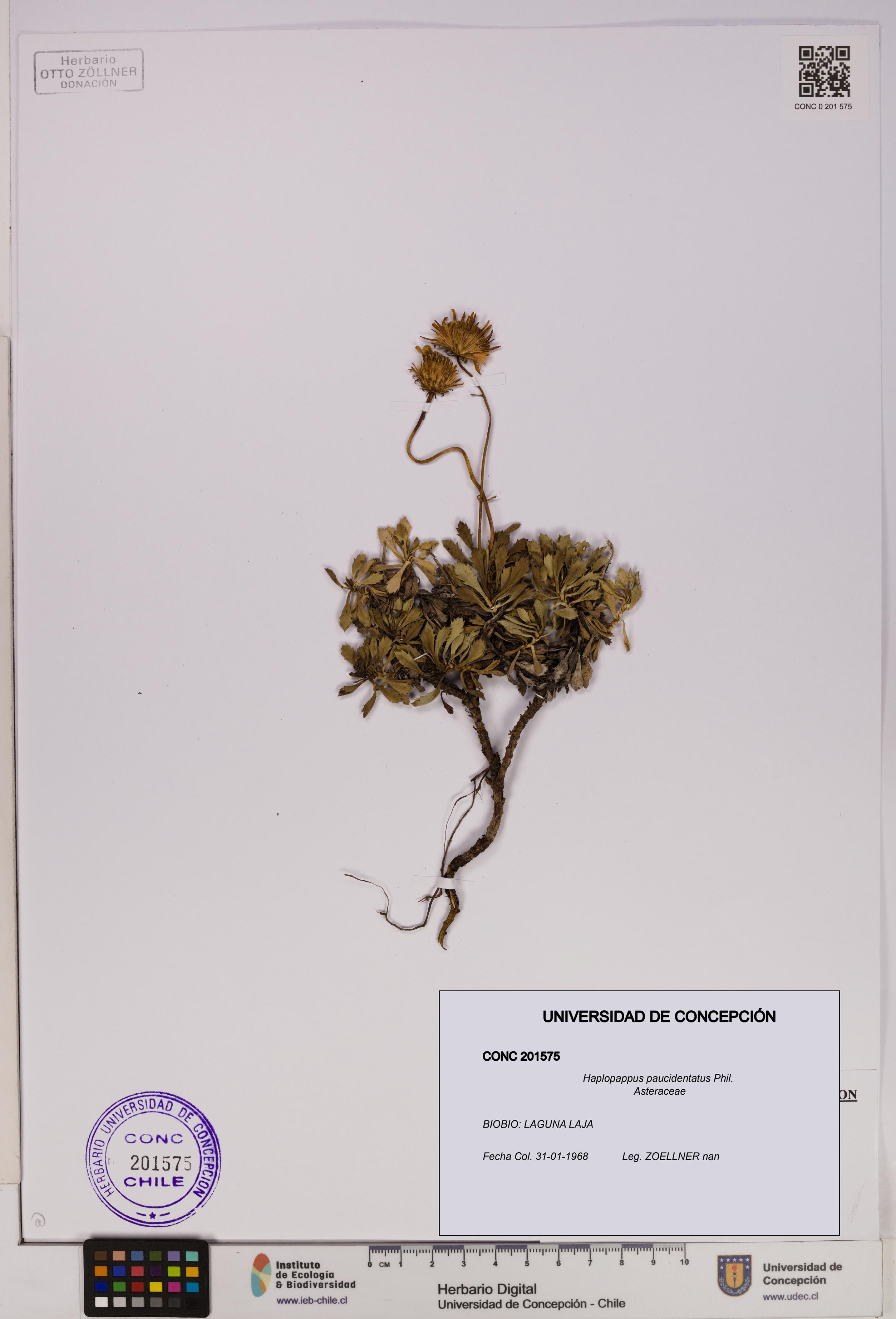 Haplopappus paucidentatus [Espécimen: UDEC:CONC:0201575]