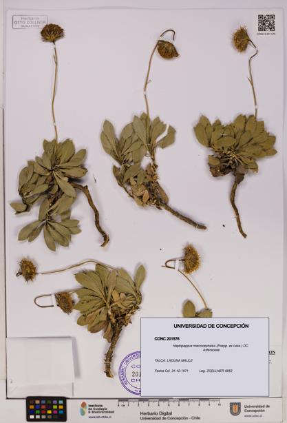 Haplopappus macrocephalus [Espécimen: UDEC:CONC:0201576]