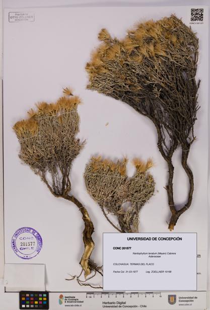 Nardophyllum lanatum [Espécimen: UDEC:CONC:0201577]