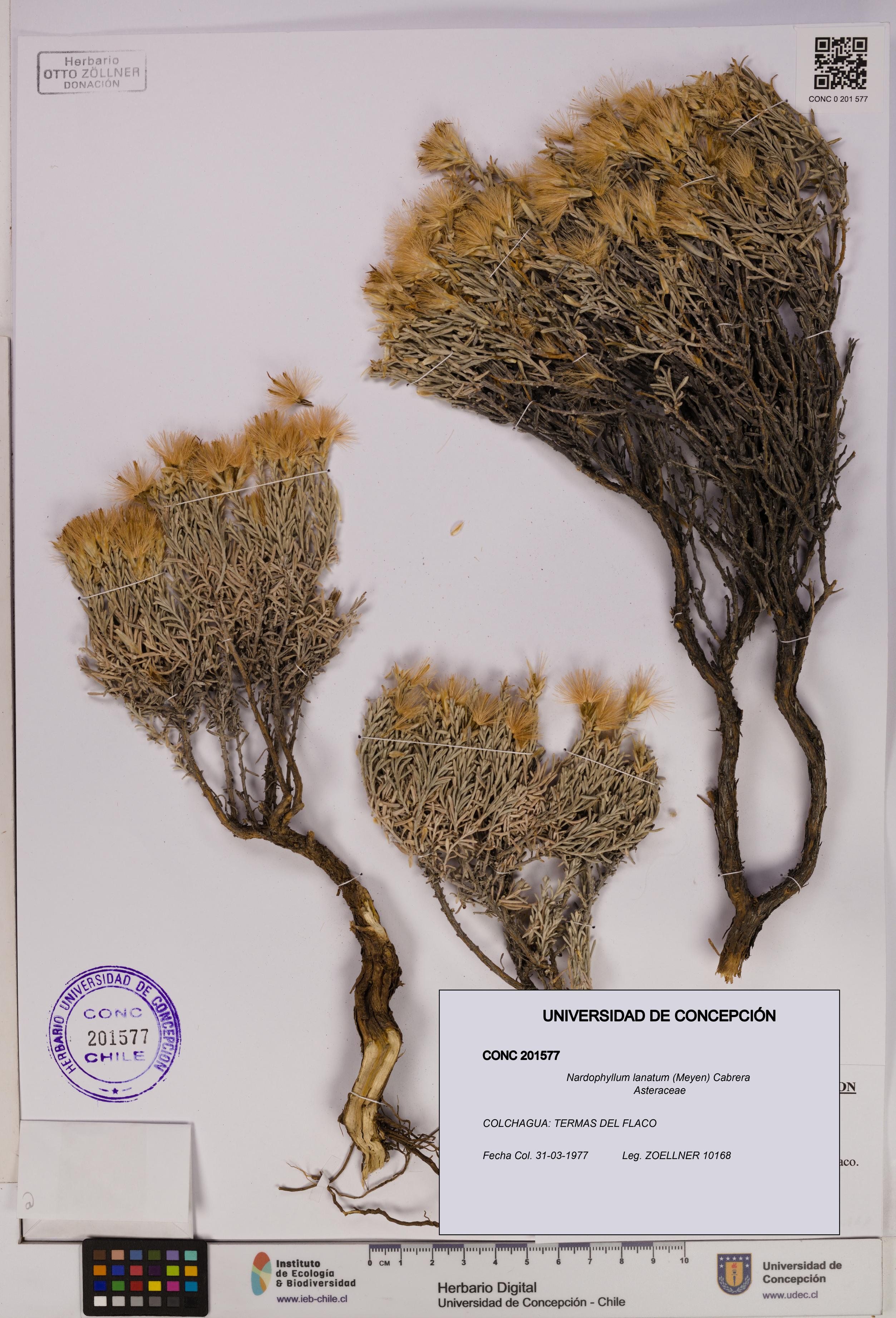 Nardophyllum lanatum [Espécimen: UDEC:CONC:0201577]