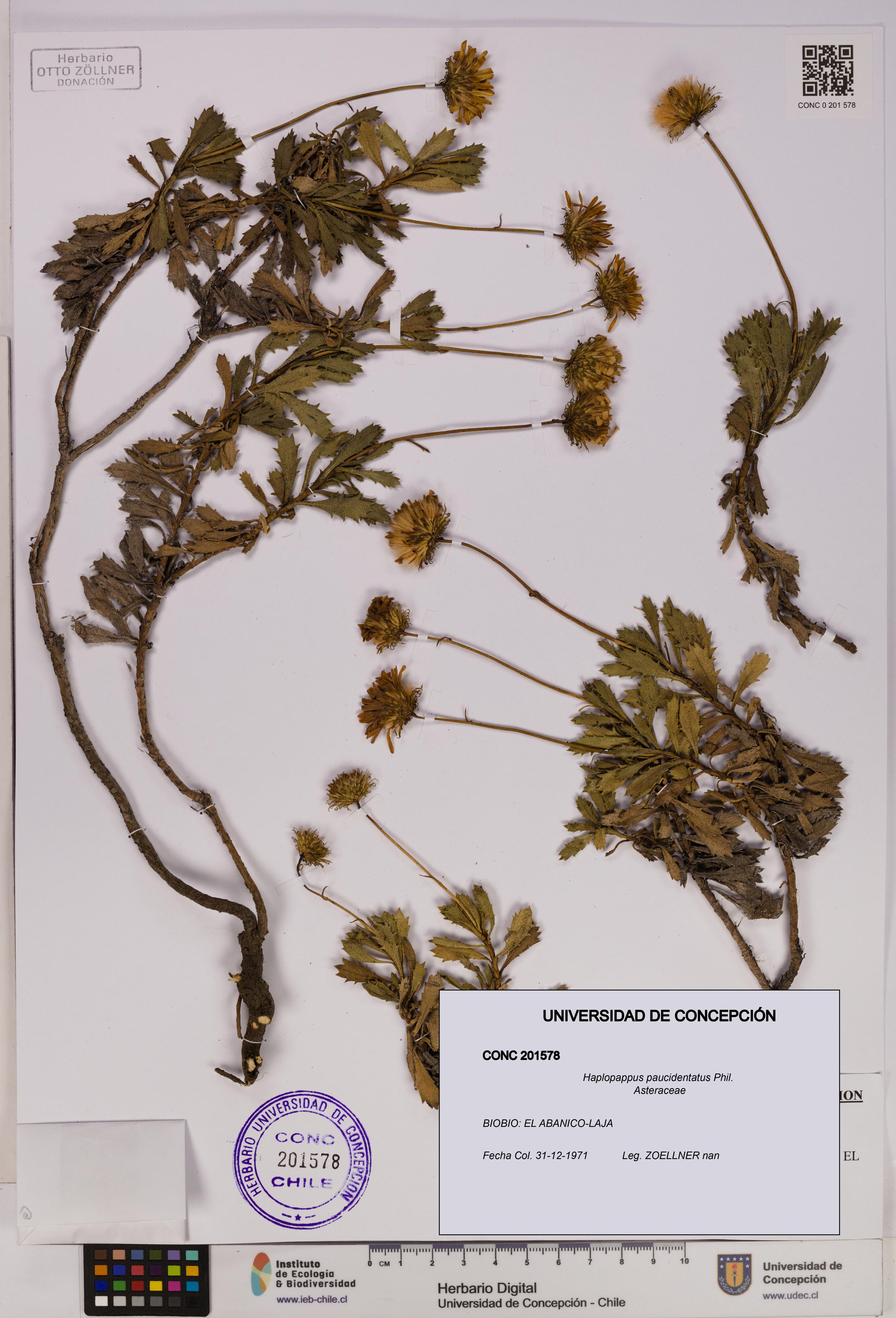 Haplopappus paucidentatus [Espécimen: UDEC:CONC:0201578]