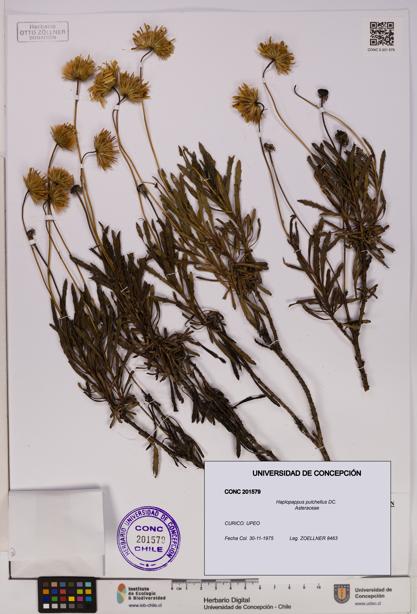 Haplopappus pulchellus [Espécimen: UDEC:CONC:0201579]