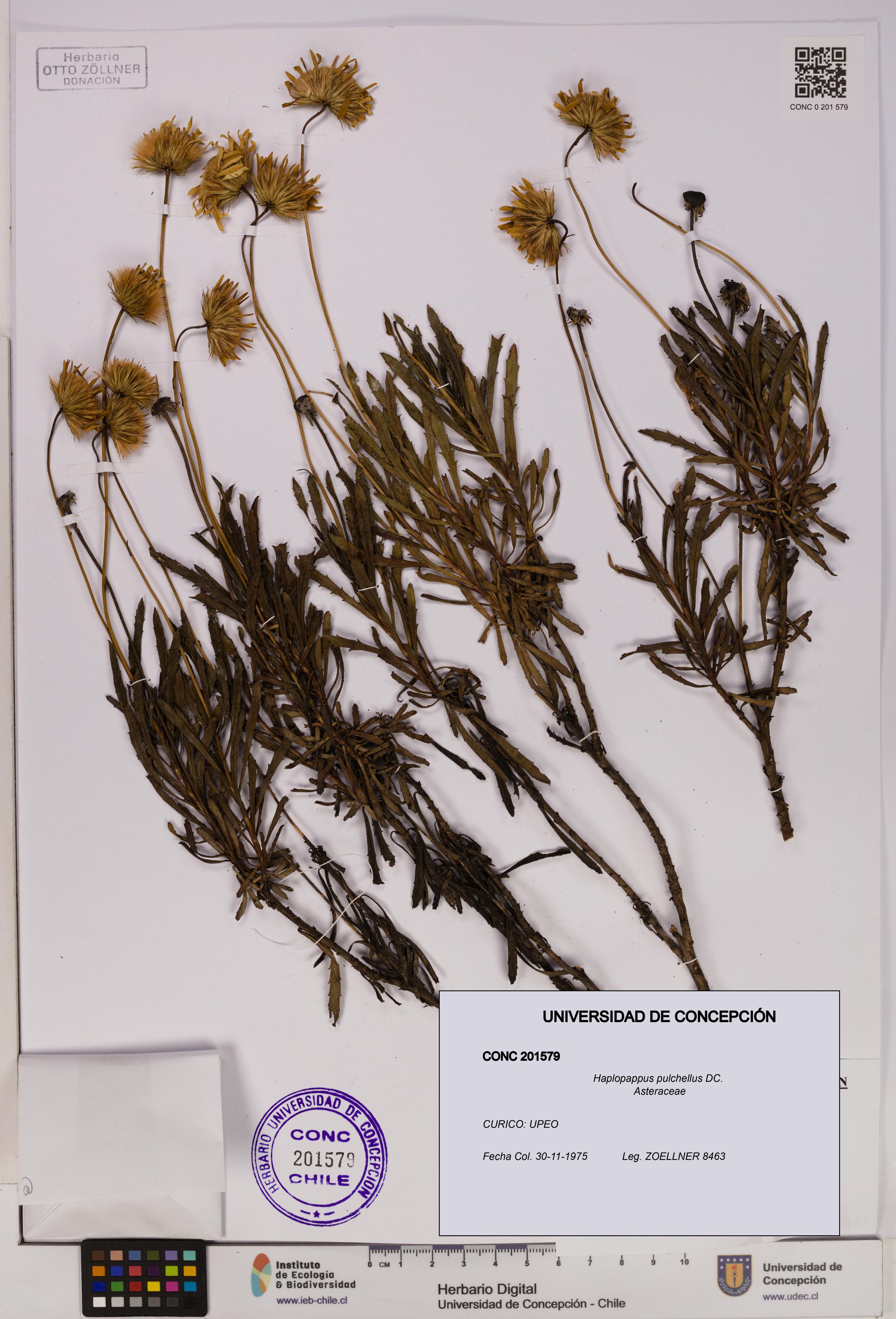 Haplopappus pulchellus [Espécimen: UDEC:CONC:0201579]