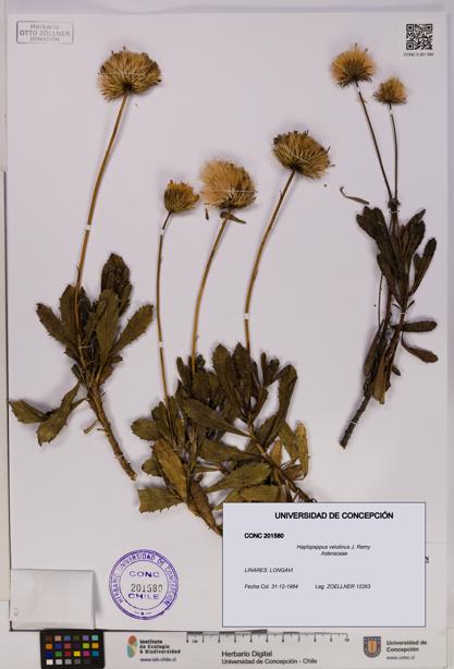 Haplopappus velutinus [Espécimen: UDEC:CONC:0201580]