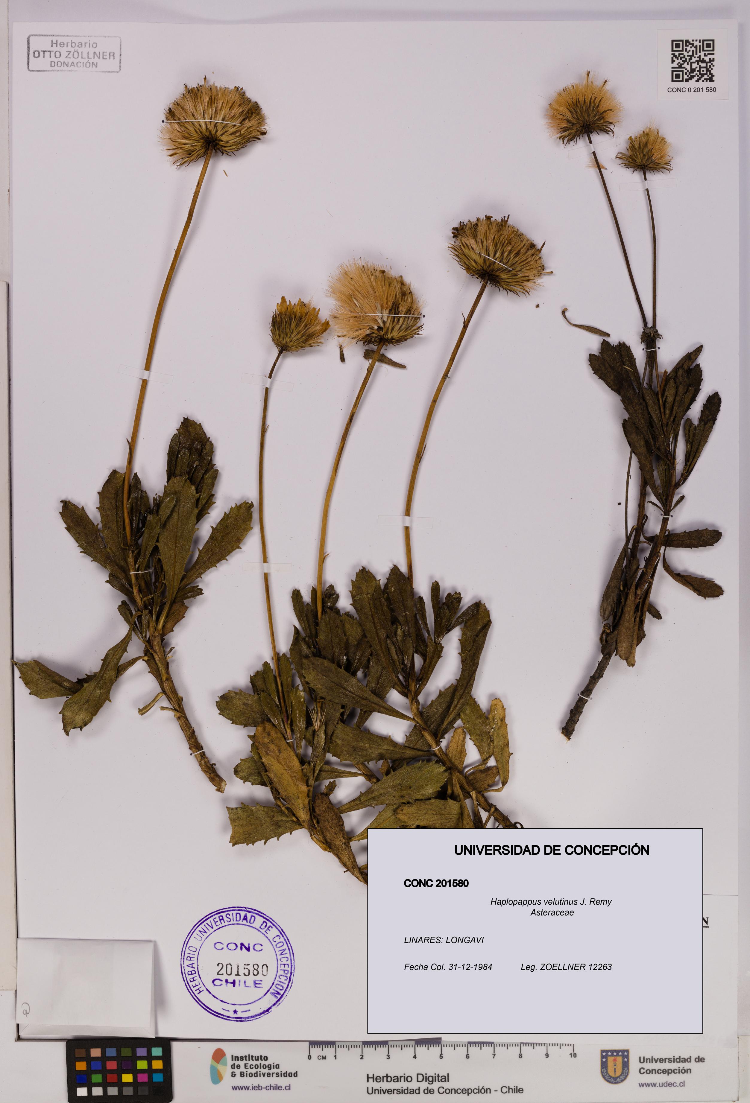 Haplopappus velutinus [Espécimen: UDEC:CONC:0201580]