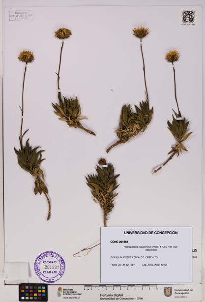 Haplopappus integerrimus [Espécimen: UDEC:CONC:0201581]