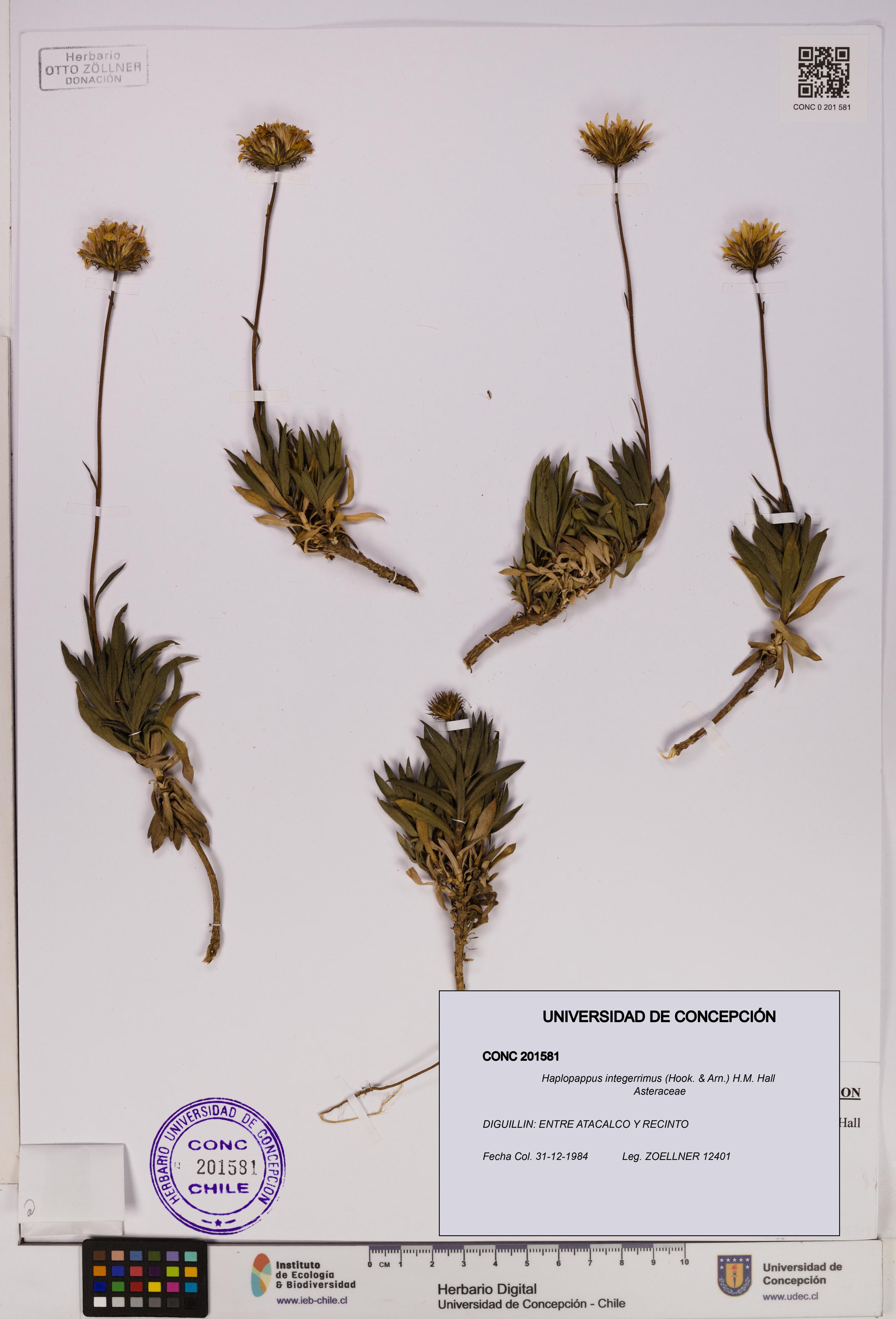 Haplopappus integerrimus [Espécimen: UDEC:CONC:0201581]