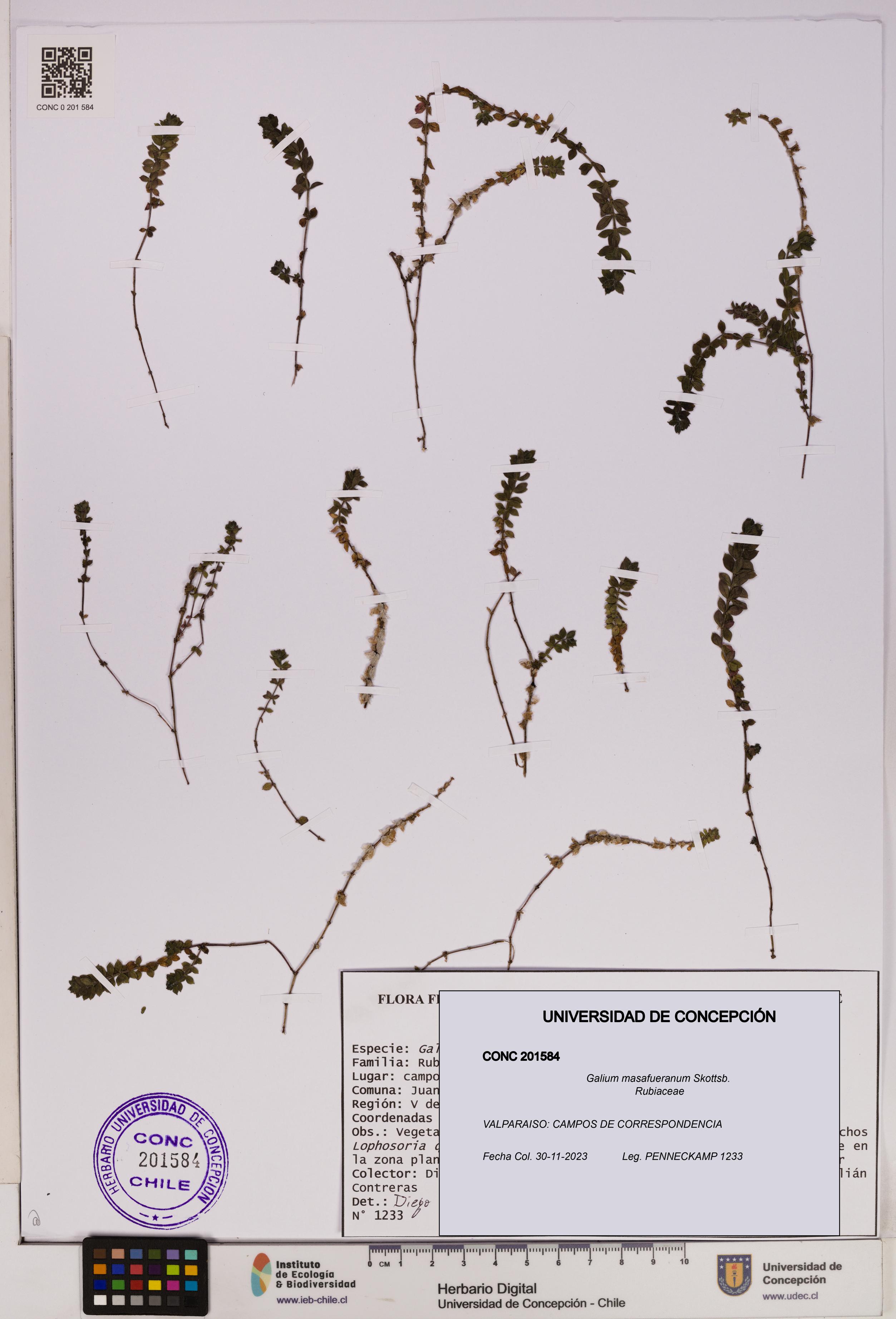 Galium masafueranum [Espécimen: UDEC:CONC:0201584]