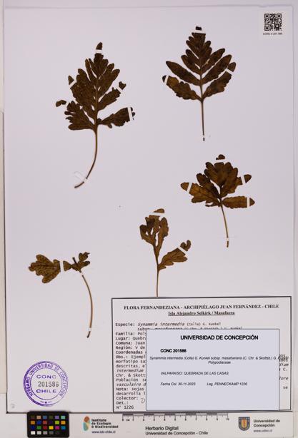 Synammia intermedia subsp. masafuerana [Espécimen: UDEC:CONC:0201586]