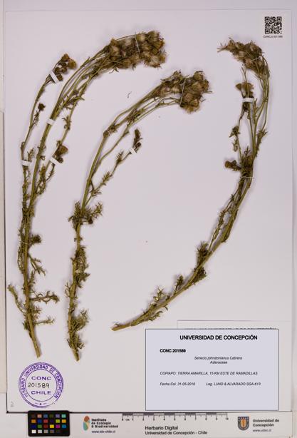 Senecio johnstonianus [Espécimen: UDEC:CONC:0201589]