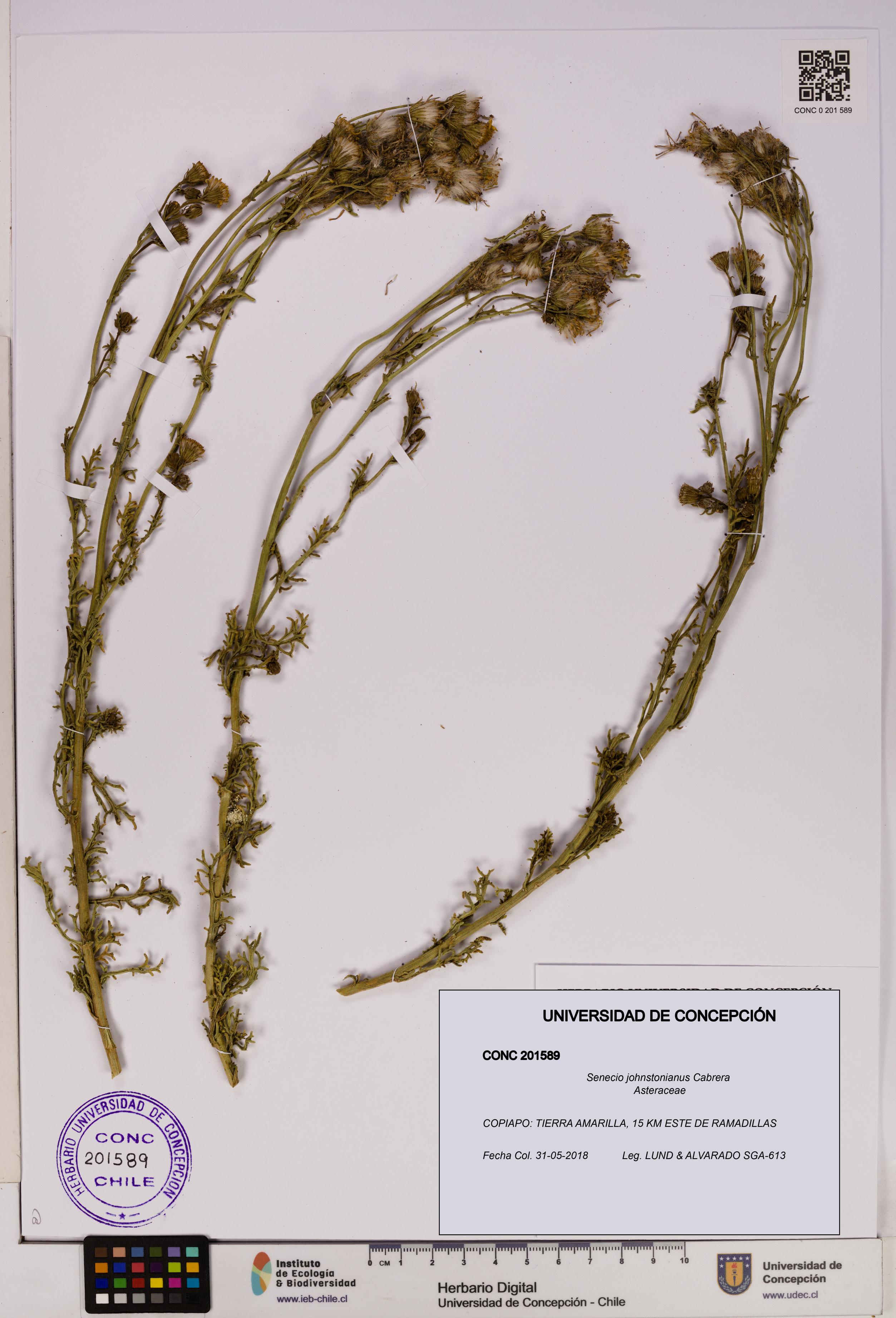 Senecio johnstonianus [Espécimen: UDEC:CONC:0201589]
