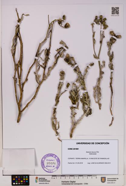 Senecio leucus [Espécimen: UDEC:CONC:0201591]