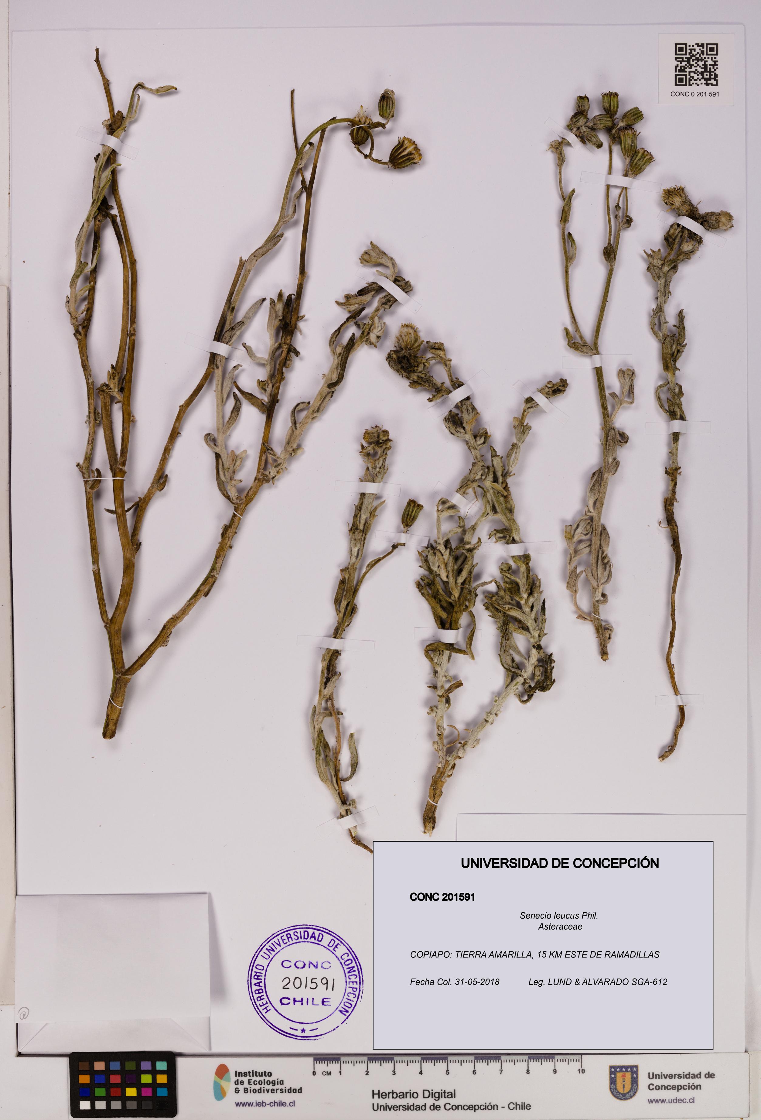 Senecio leucus [Espécimen: UDEC:CONC:0201591]