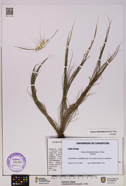 Festuca dolichathera [Espécimen: UDEC:CONC:0201592]