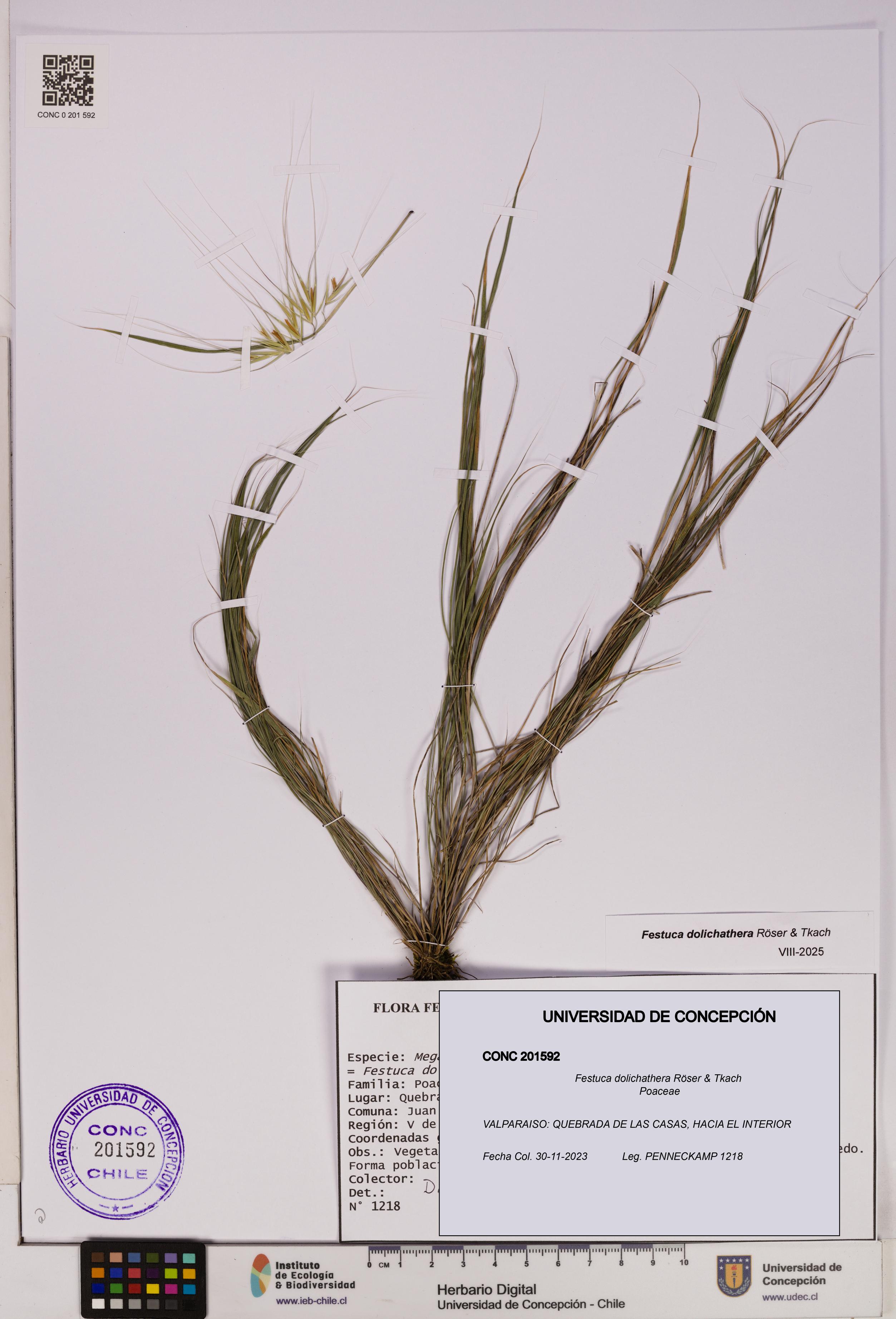 Festuca dolichathera [Espécimen: UDEC:CONC:0201592]