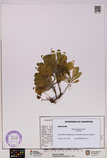 Erigeron stuessyi [Espécimen: UDEC:CONC:0201595]