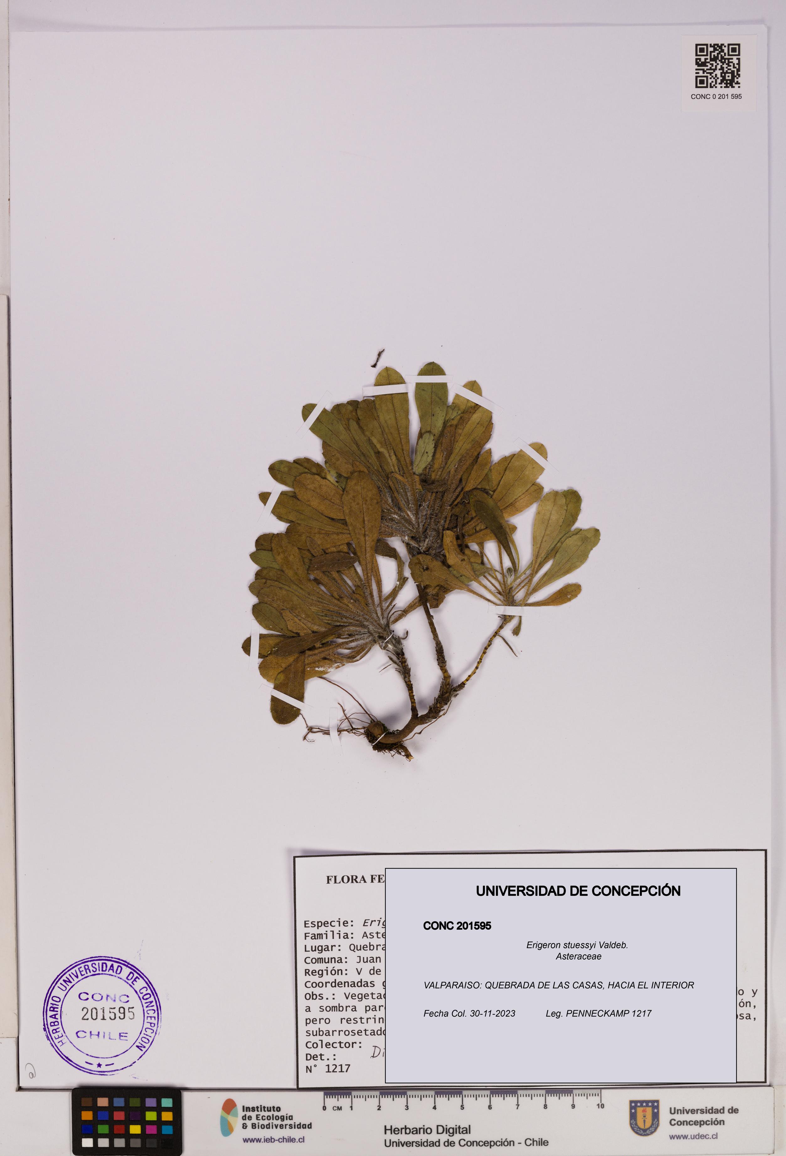 Erigeron stuessyi [Espécimen: UDEC:CONC:0201595]