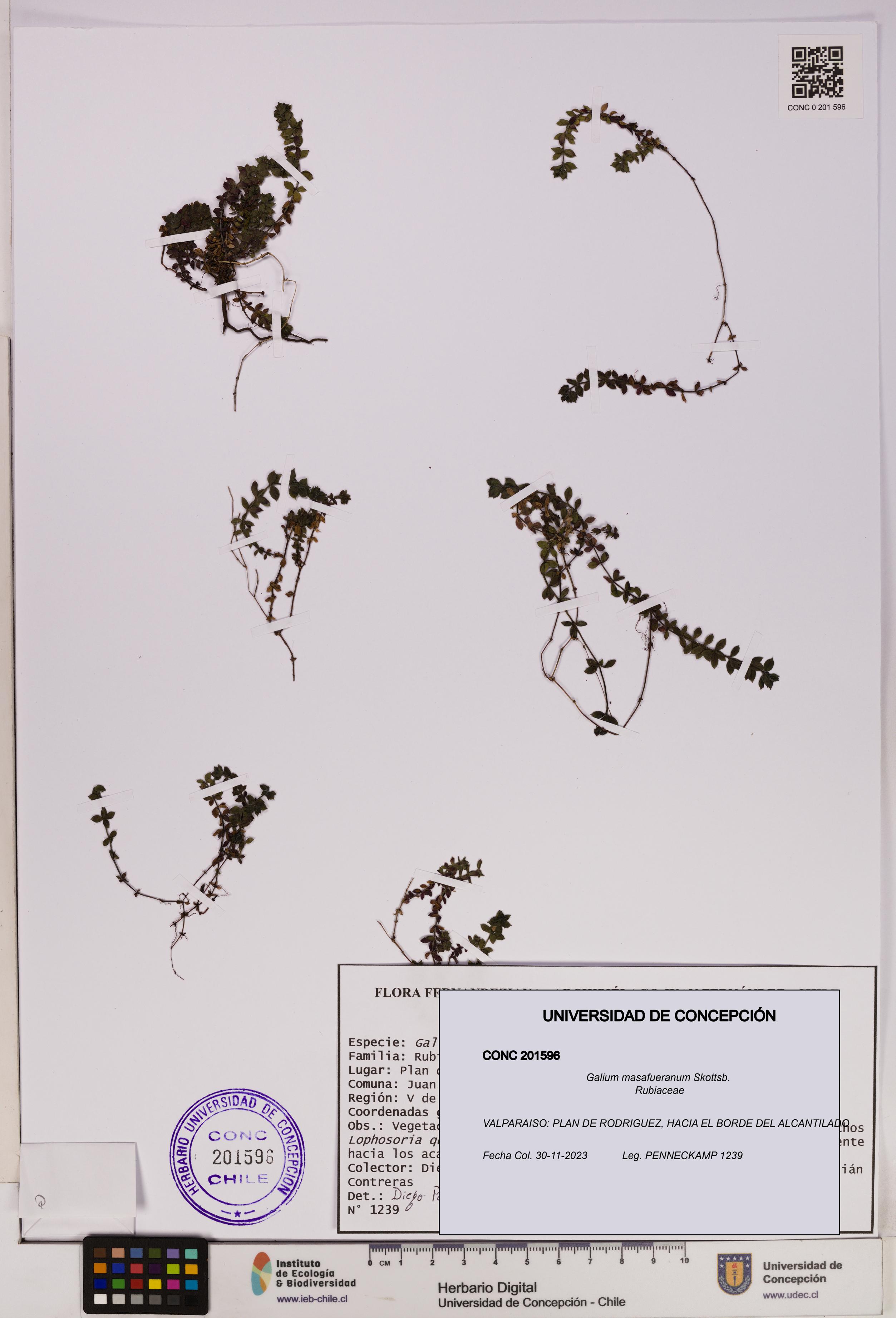 Galium masafueranum [Espécimen: UDEC:CONC:0201596]