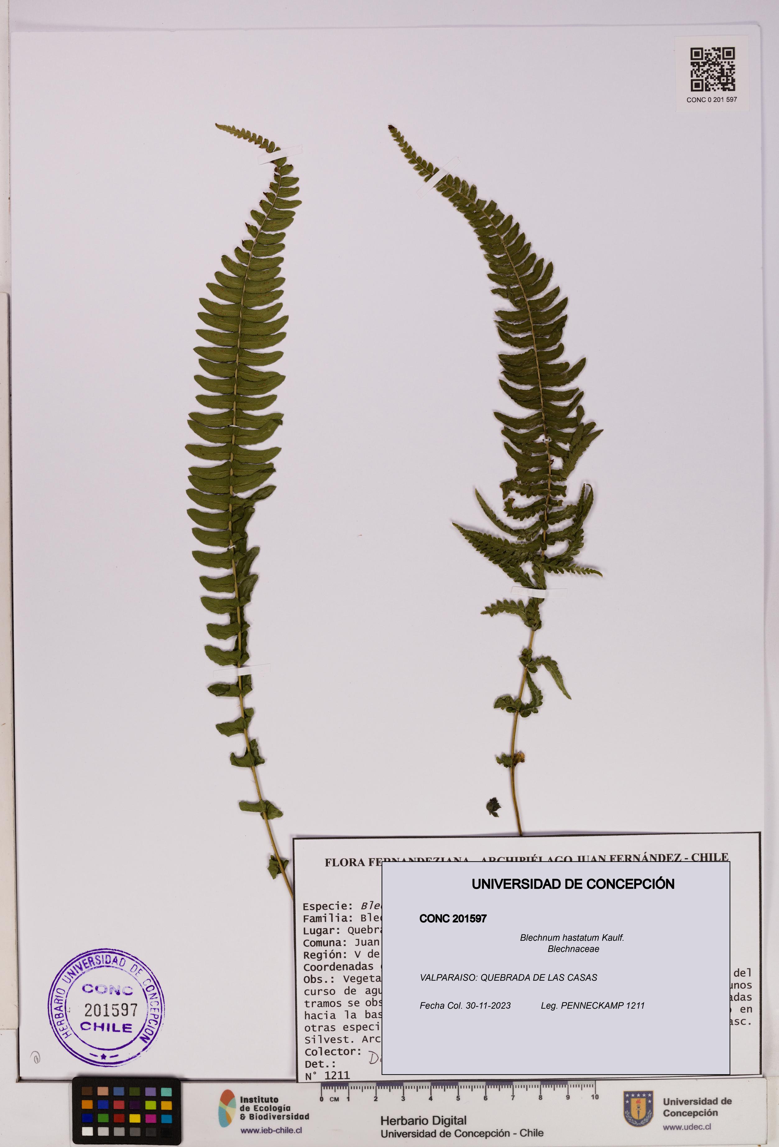 Blechnum hastatum [Espécimen: UDEC:CONC:0201597]