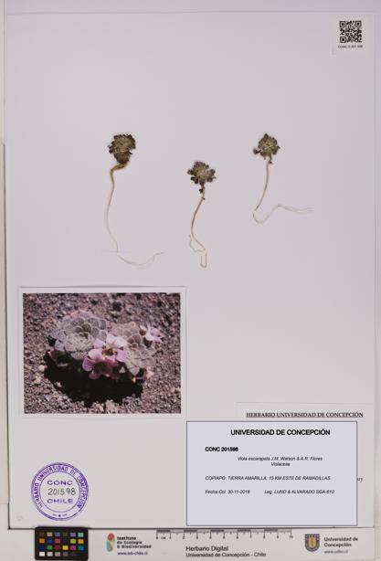 Viola escarapela [Espécimen: UDEC:CONC:0201598]