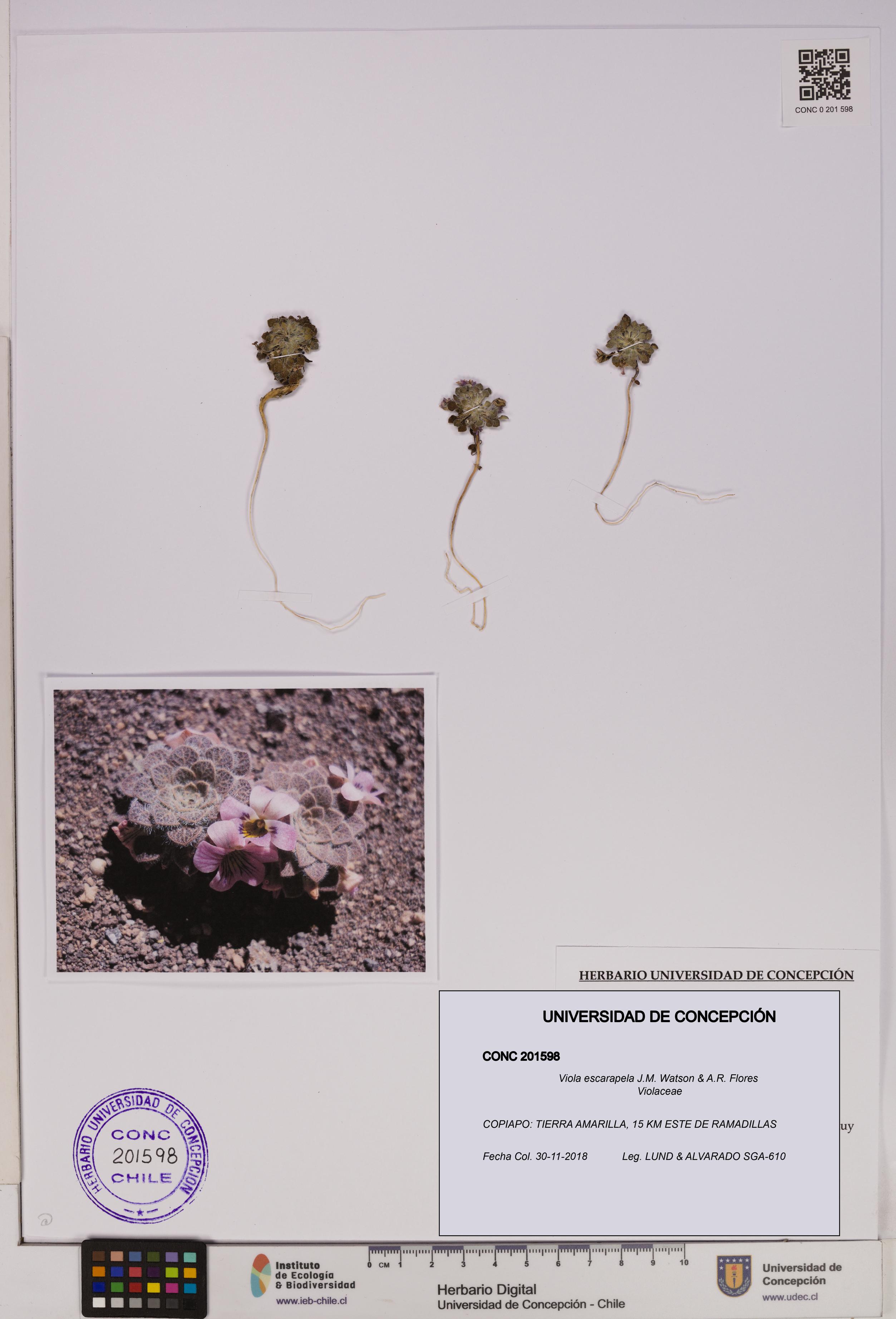 Viola escarapela [Espécimen: UDEC:CONC:0201598]