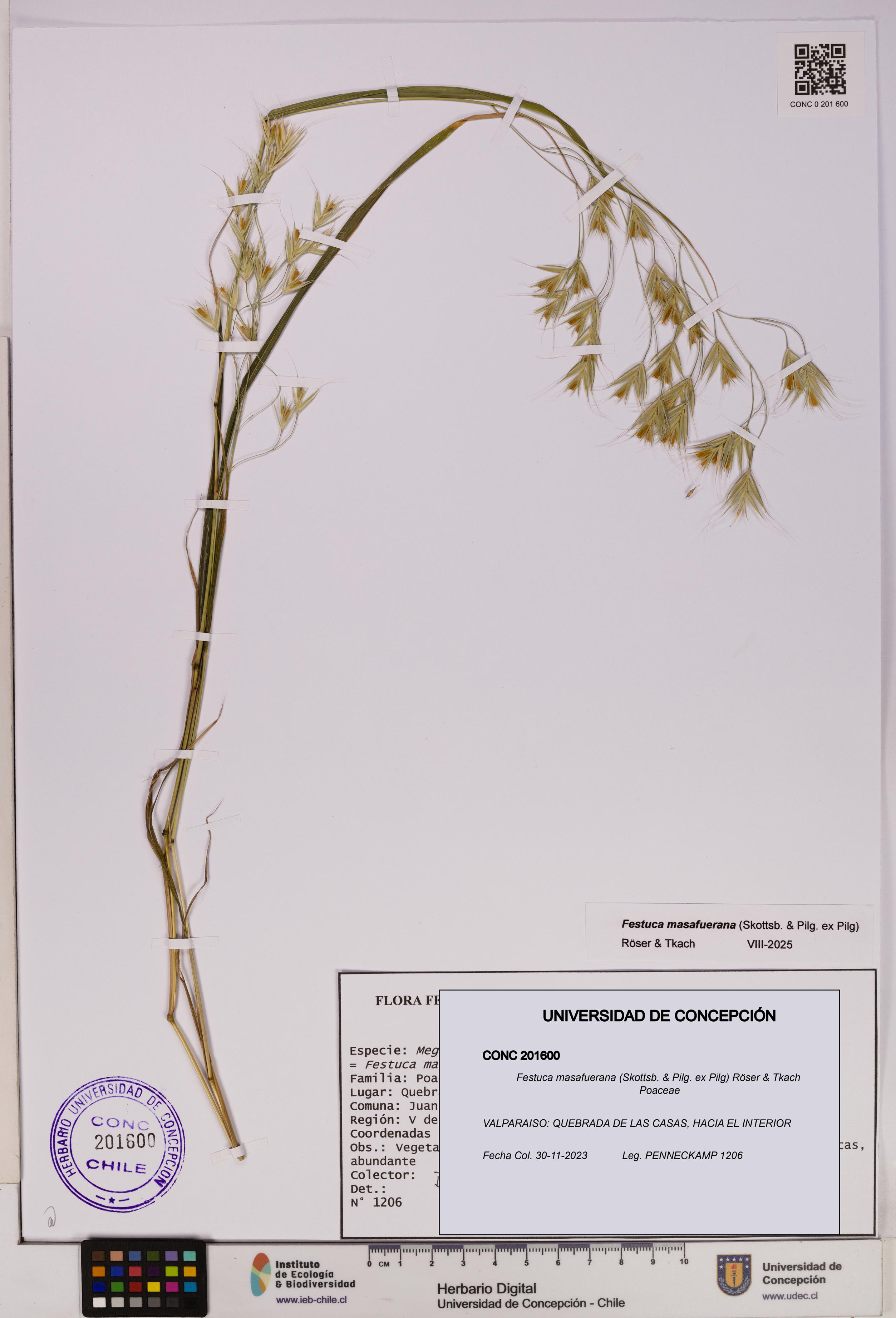 Festuca masafuerana [Espécimen: UDEC:CONC:0201600]