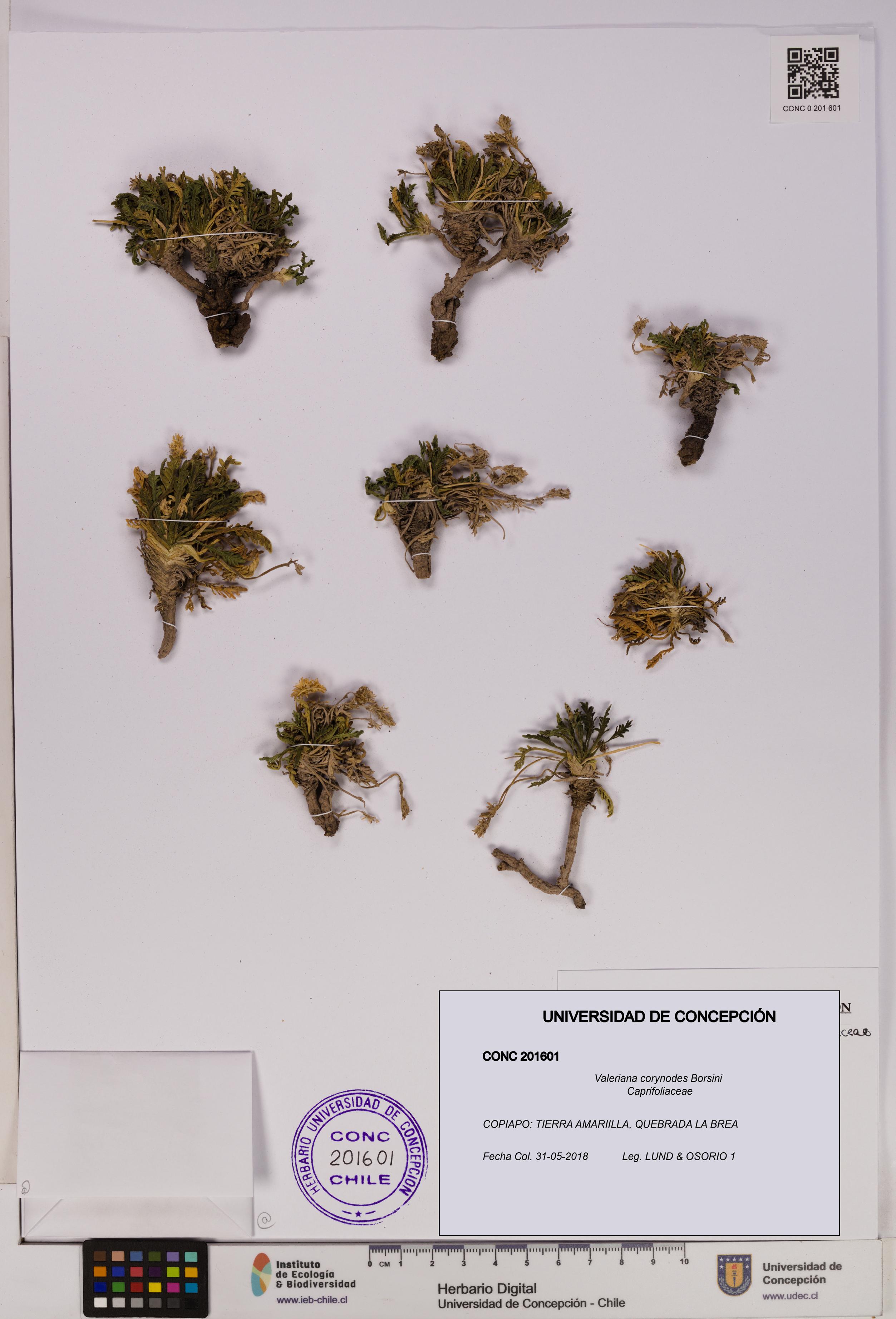 Valeriana corynodes [Espécimen: UDEC:CONC:0201601]