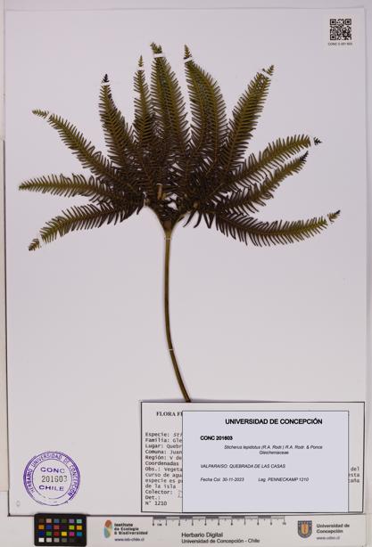 Sticherus lepidotus [Espécimen: UDEC:CONC:0201603]