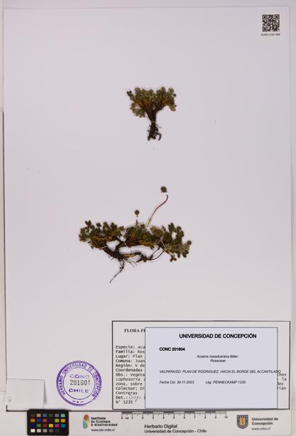 Acaena masafuerana [Espécimen: UDEC:CONC:0201604]