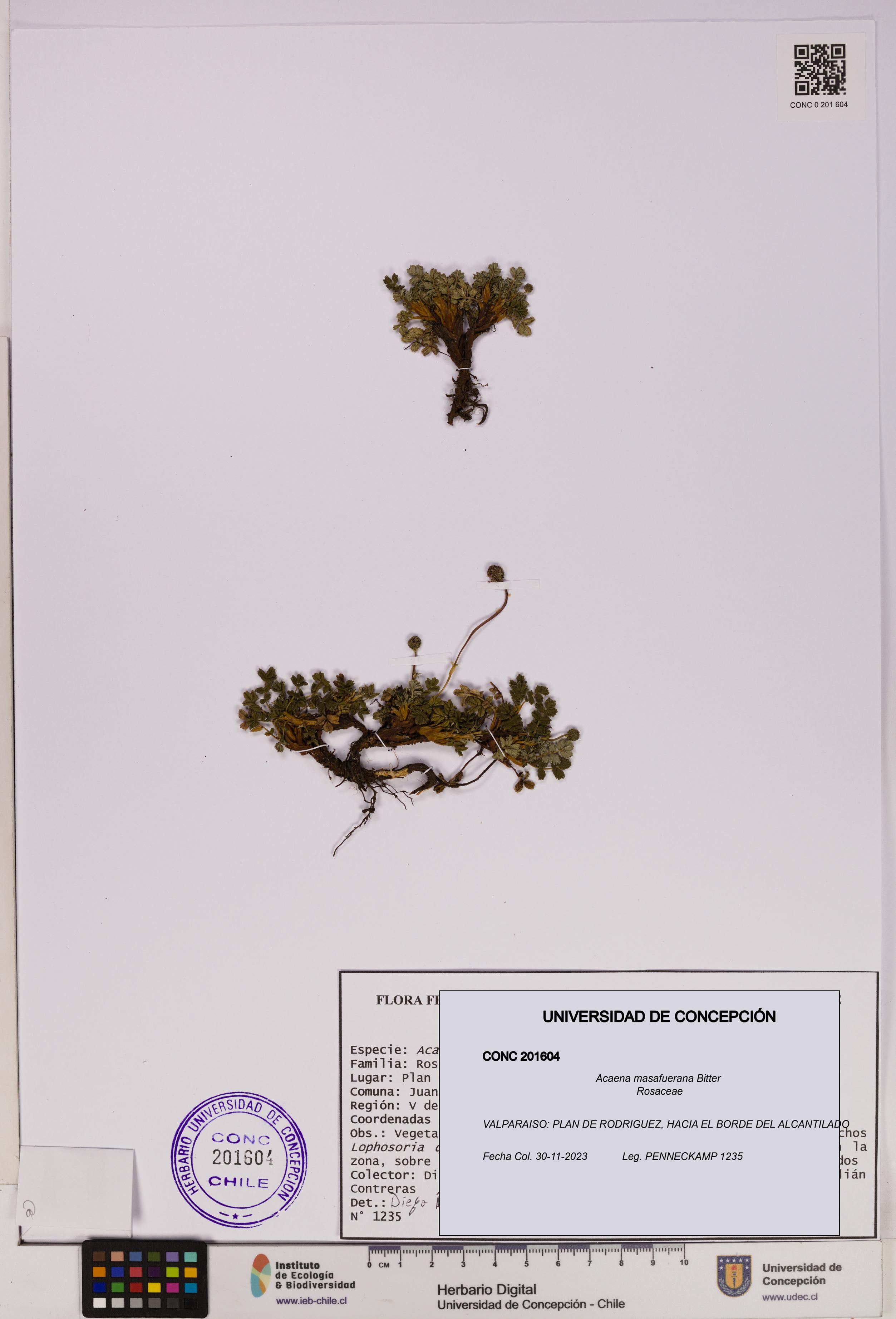 Acaena masafuerana [Espécimen: UDEC:CONC:0201604]