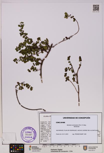 Myrteola nummularia [Espécimen: UDEC:CONC:0201605]