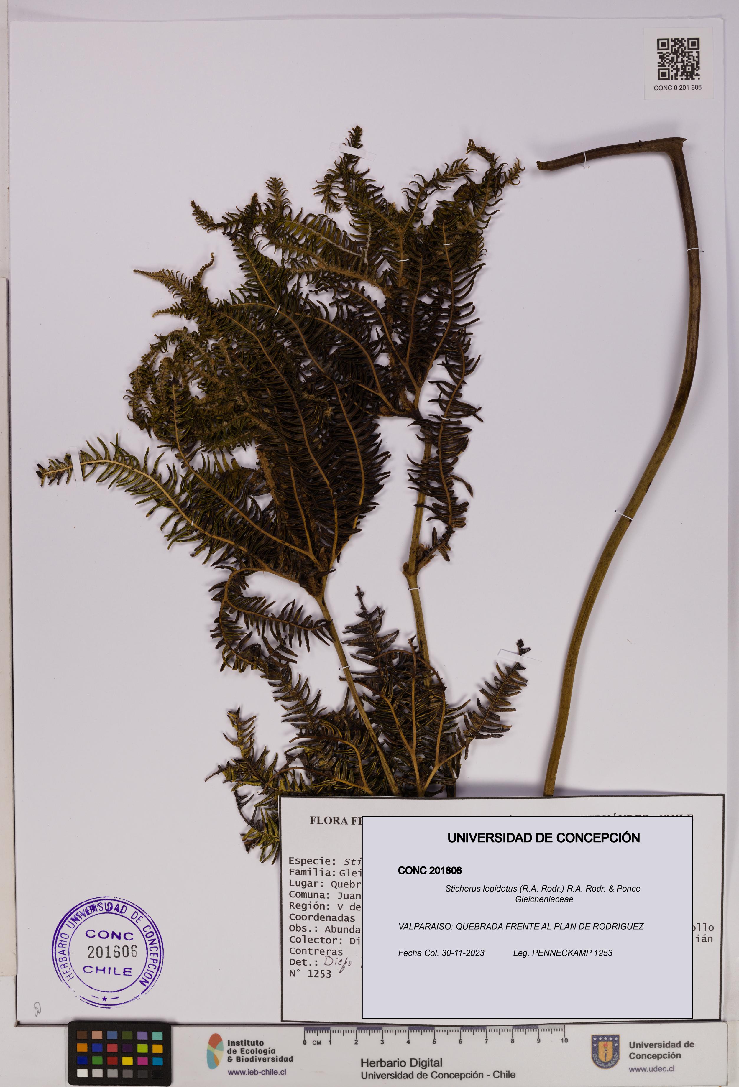 Sticherus lepidotus [Espécimen: UDEC:CONC:0201606]