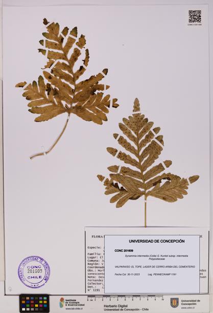 Synammia intermedia [Espécimen: UDEC:CONC:0201609]