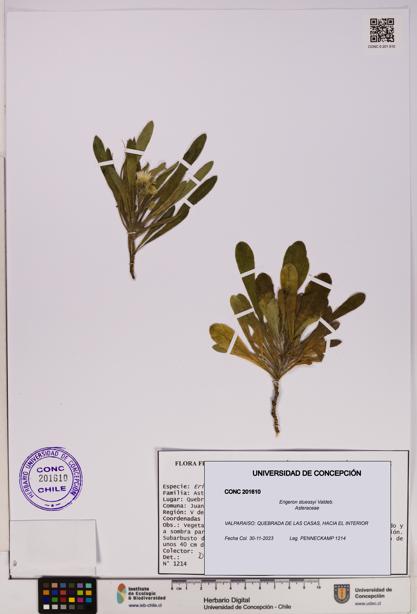 Erigeron stuessyi [Espécimen: UDEC:CONC:0201610]