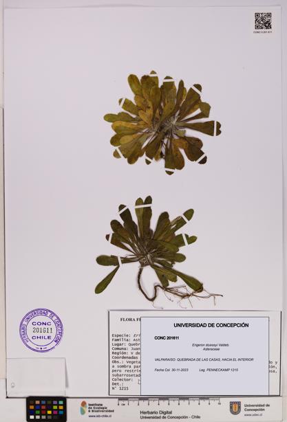 Erigeron stuessyi [Espécimen: UDEC:CONC:0201611]