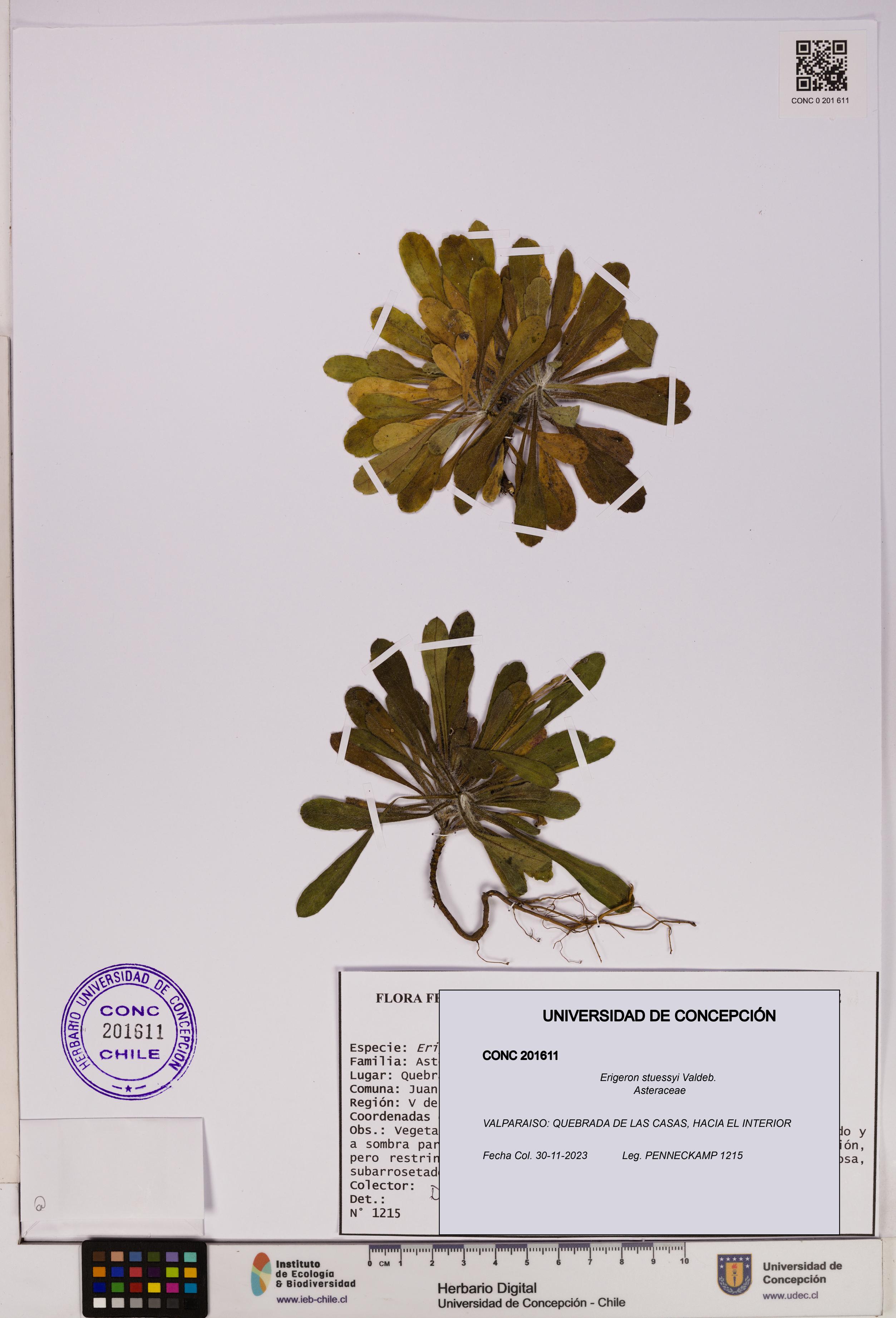 Erigeron stuessyi [Espécimen: UDEC:CONC:0201611]