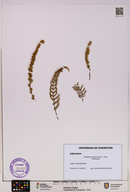 Cheilanthes mollis [Espécimen: UDEC:CONC:0201613]