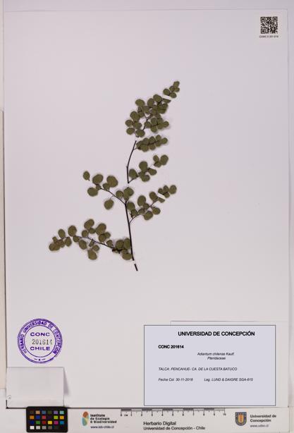 Adiantum chilense [Espécimen: UDEC:CONC:0201614]