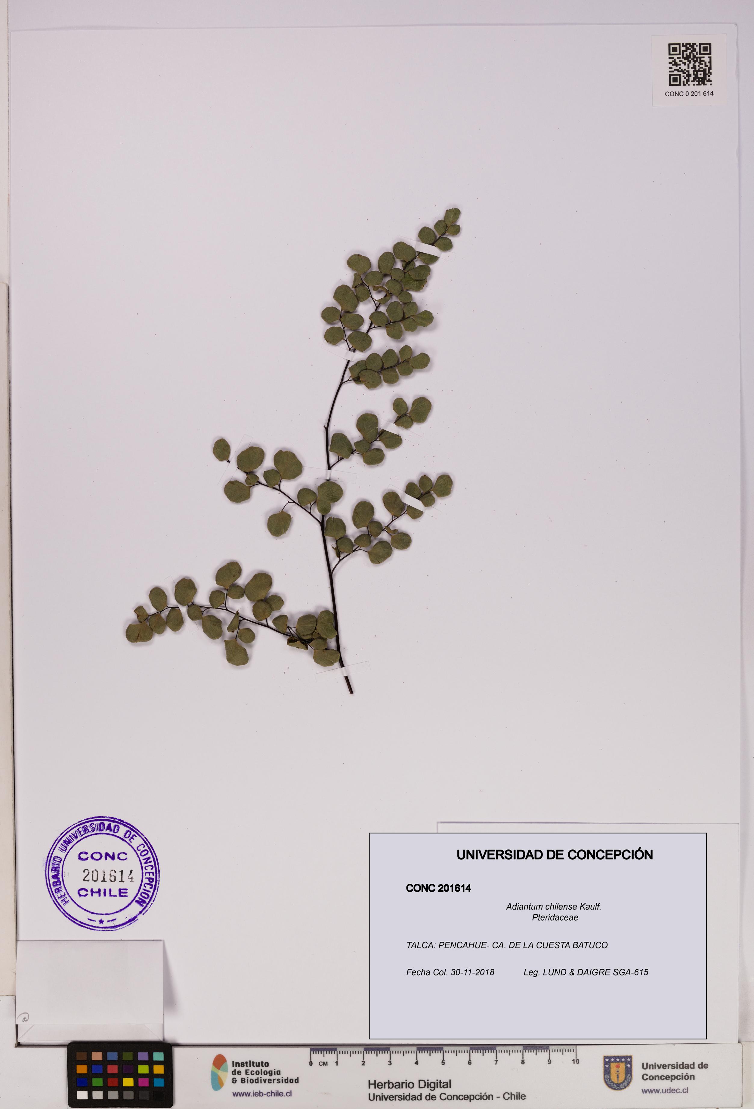 Adiantum chilense [Espécimen: UDEC:CONC:0201614]