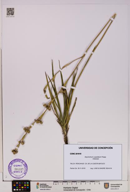 Sisyrinchium cuspidatum [Espécimen: UDEC:CONC:0201615]