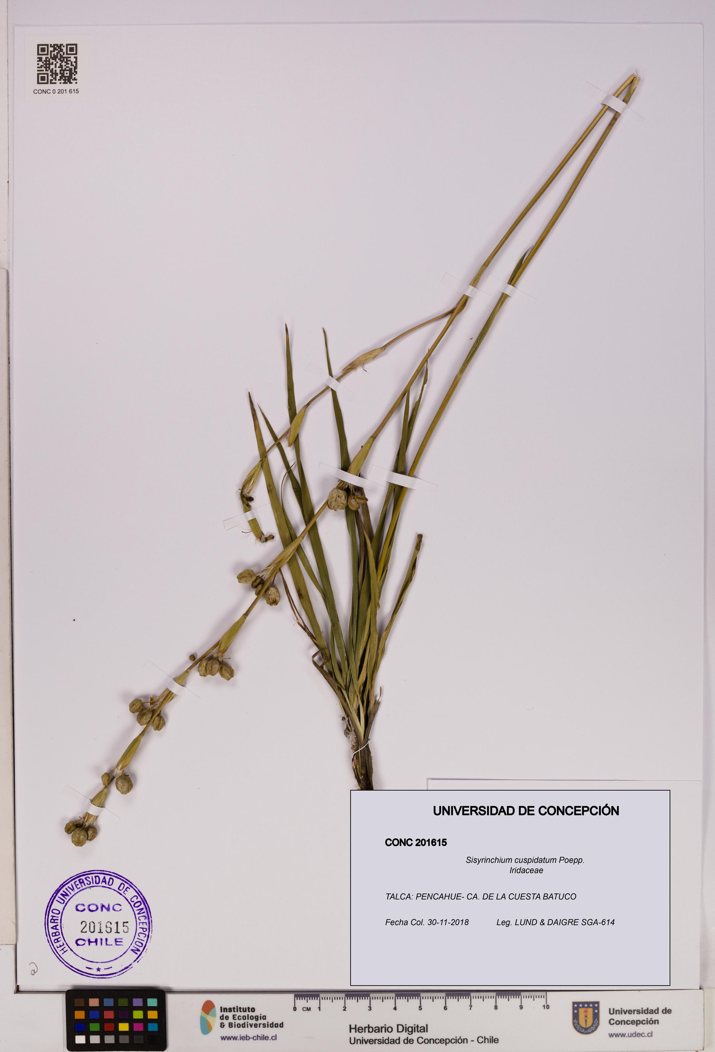 Sisyrinchium cuspidatum [Espécimen: UDEC:CONC:0201615]