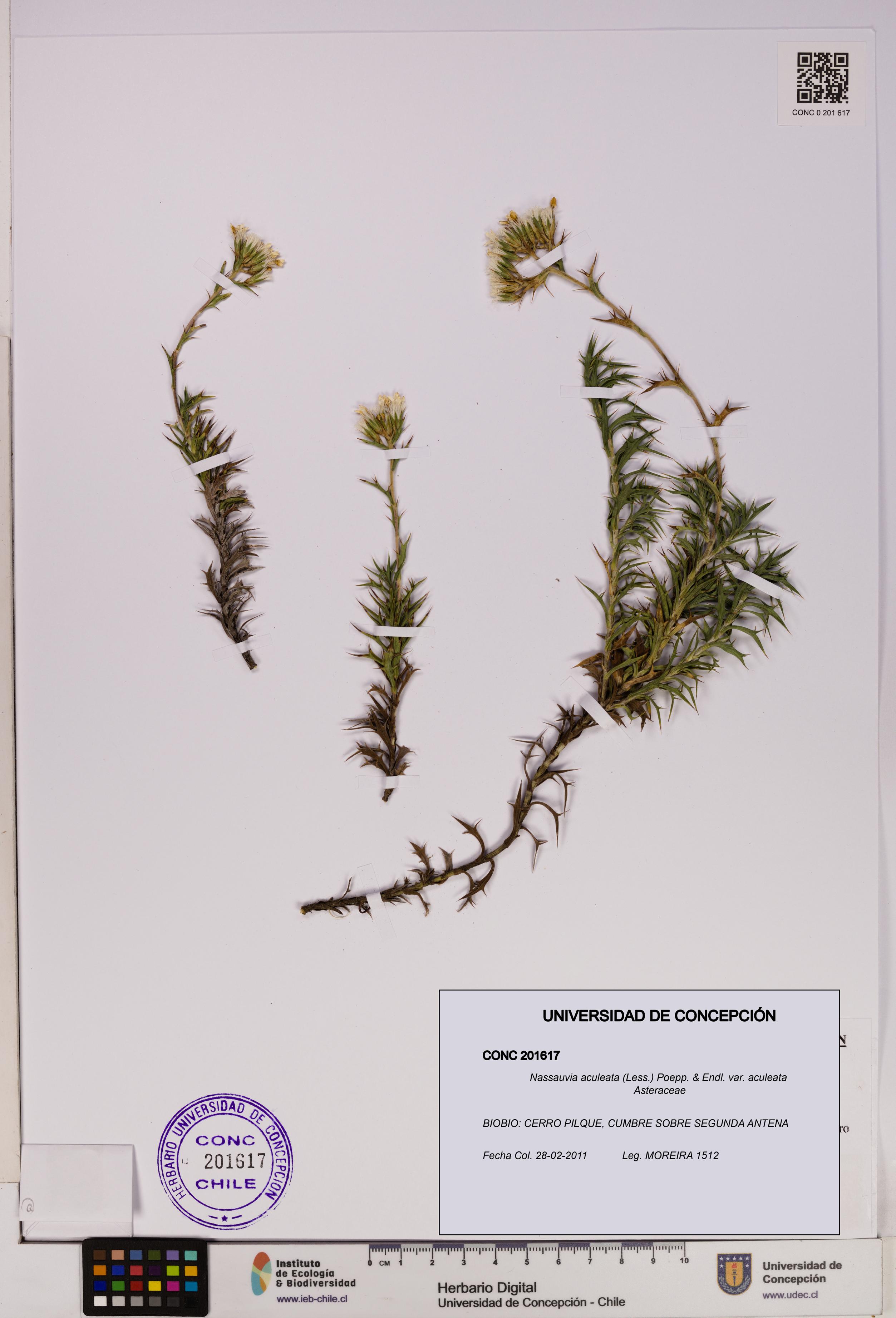 Nassauvia aculeata [Espécimen: UDEC:CONC:0201617]