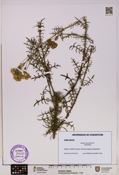Senecio tocornalii [Espécimen: UDEC:CONC:0201618]