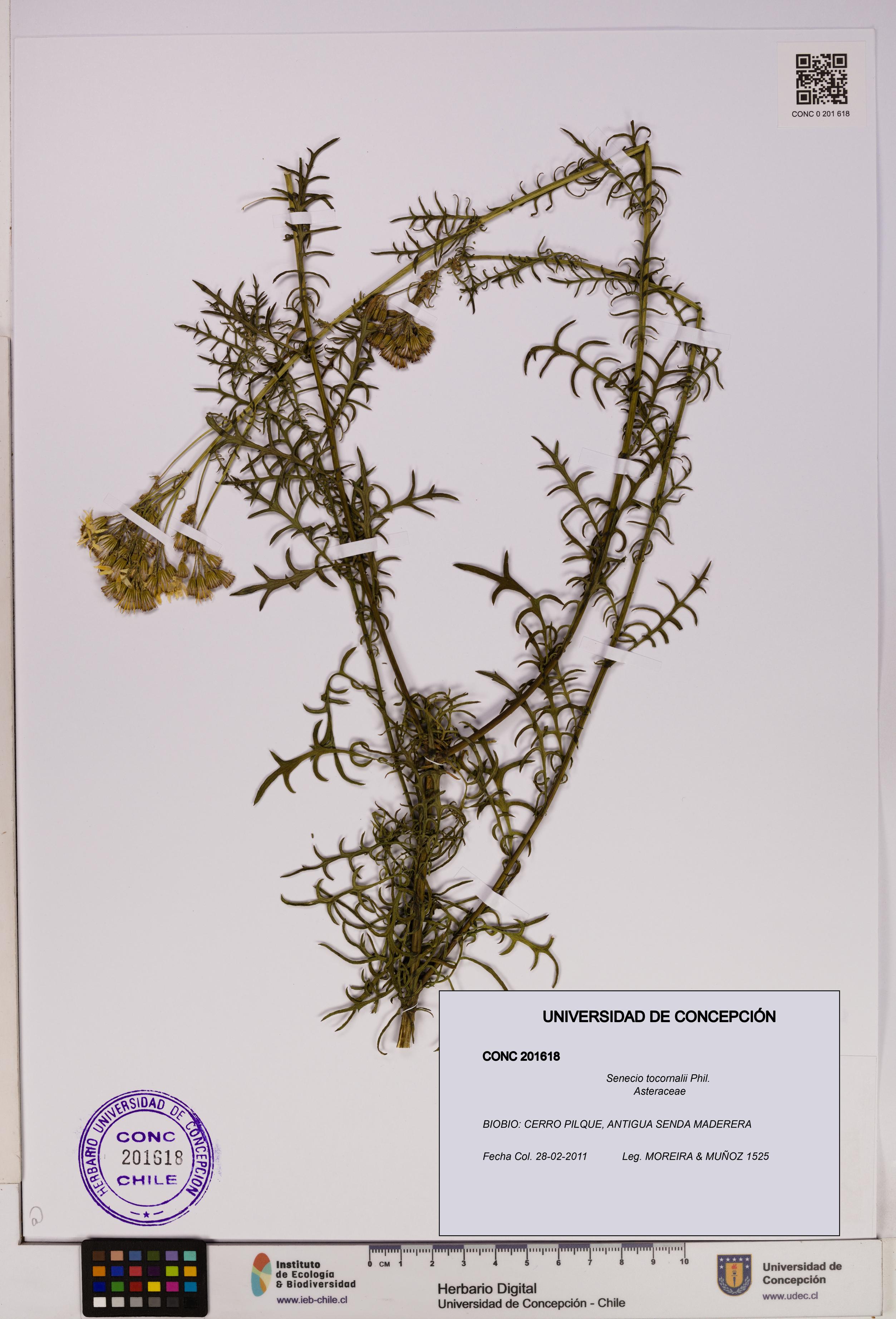 Senecio tocornalii [Espécimen: UDEC:CONC:0201618]