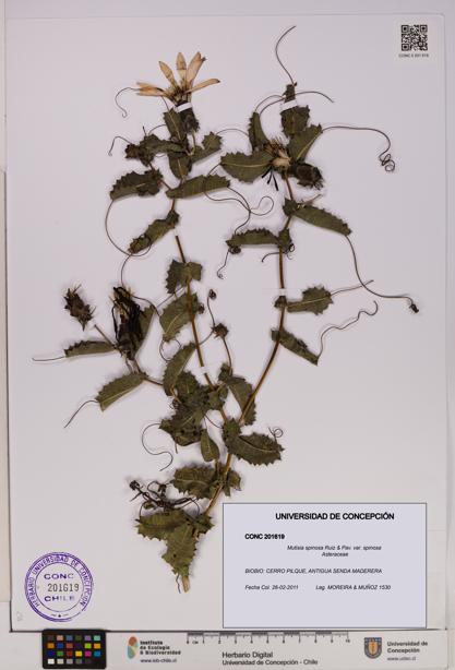 Mutisia spinosa var. spinosa [Espécimen: UDEC:CONC:0201619]