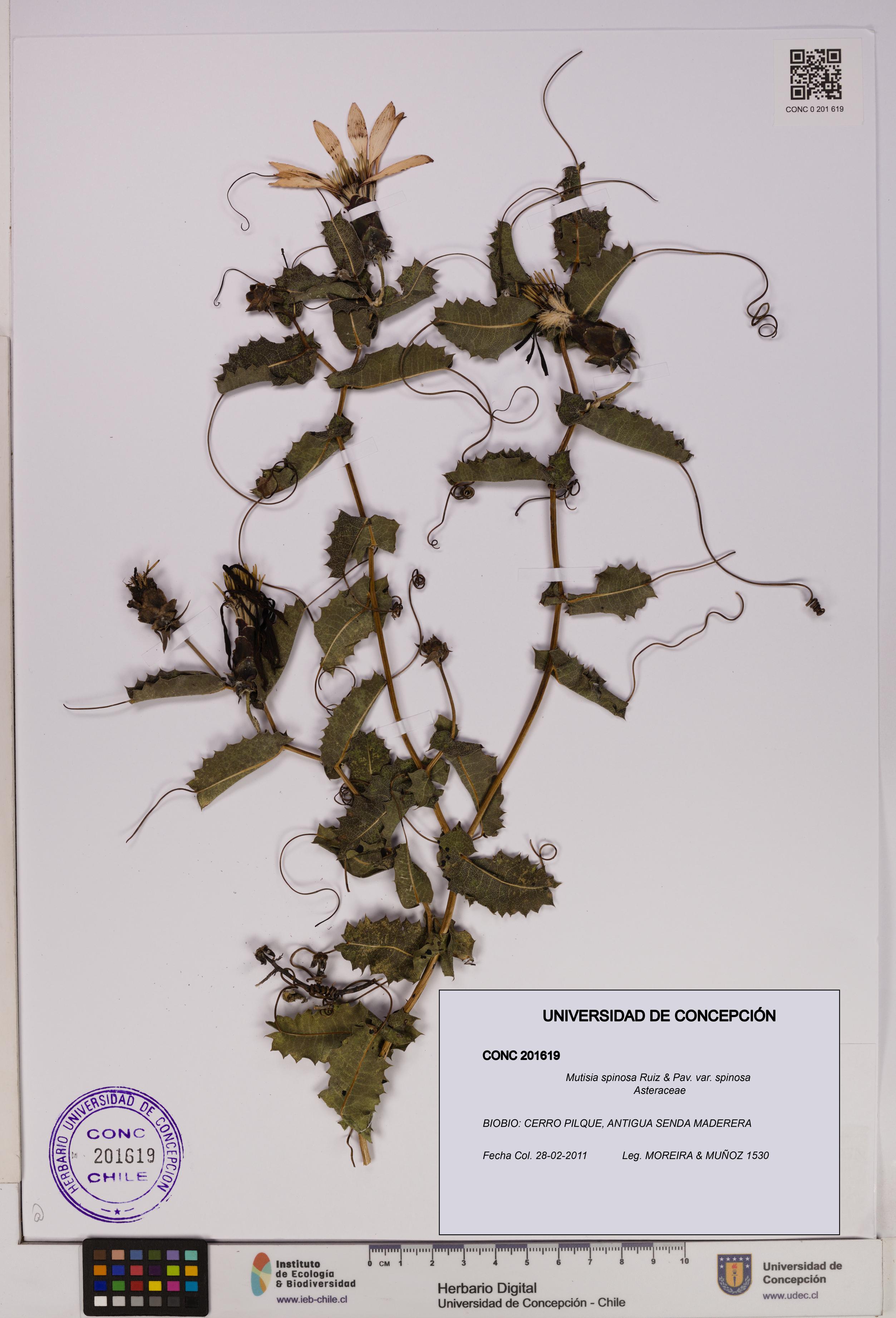 Mutisia spinosa var. spinosa [Espécimen: UDEC:CONC:0201619]