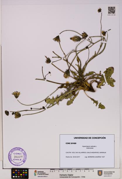 Hypochaeris radicata [Espécimen: UDEC:CONC:0201620]