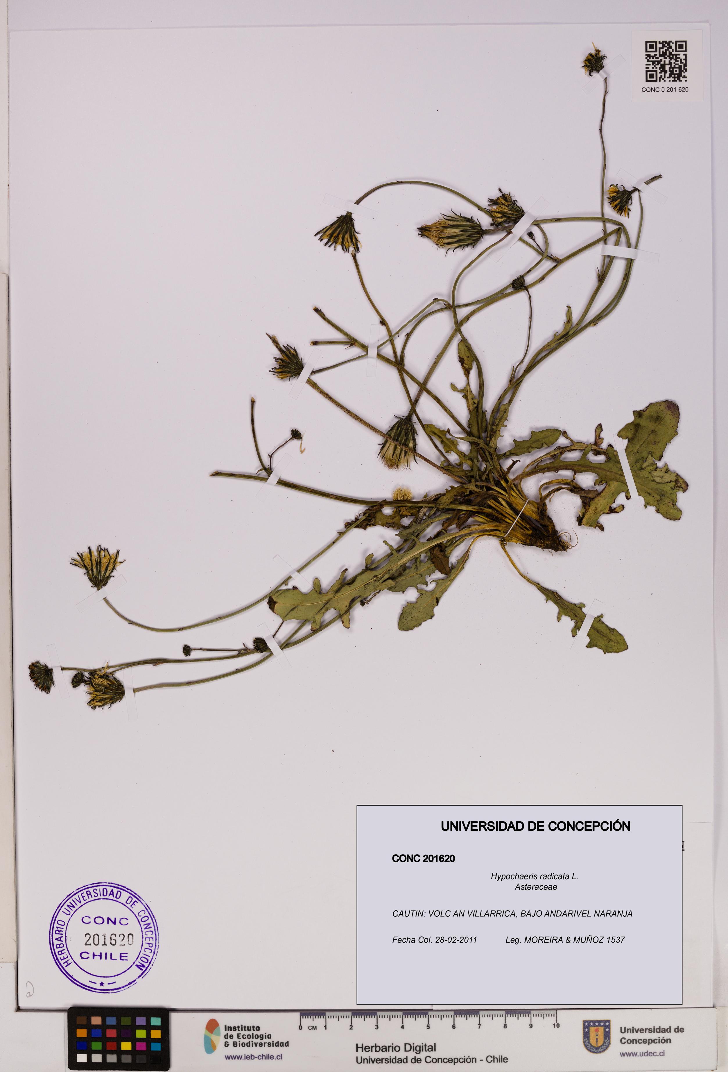 Hypochaeris radicata [Espécimen: UDEC:CONC:0201620]