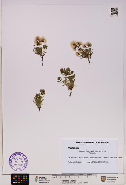 Baccharis nivalis [Espécimen: UDEC:CONC:0201621]